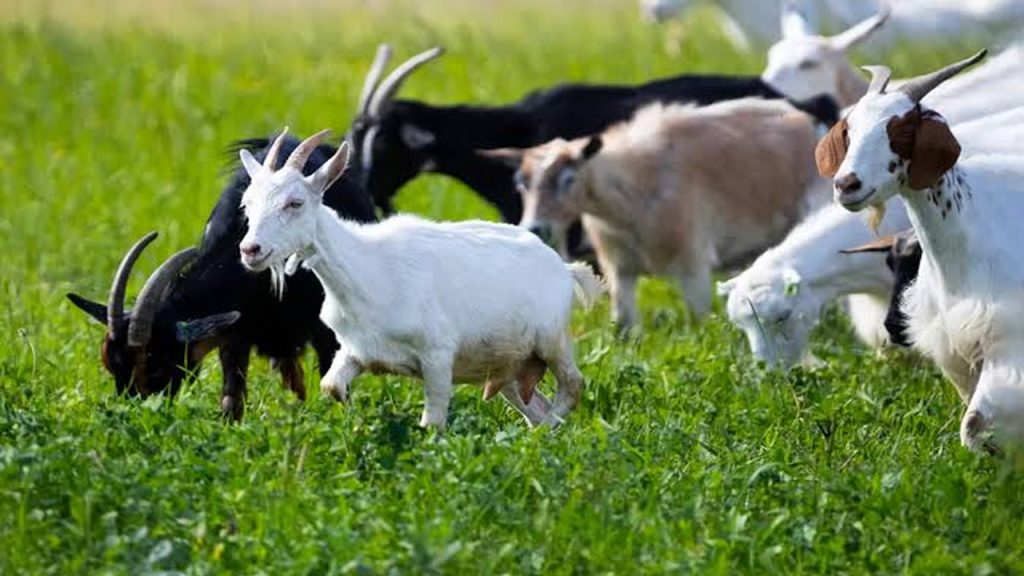 Karauli Goat Breed