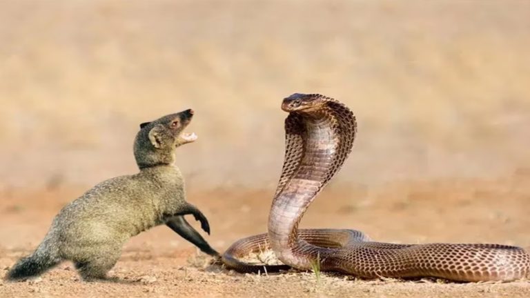 Mongoose Attack Snakes